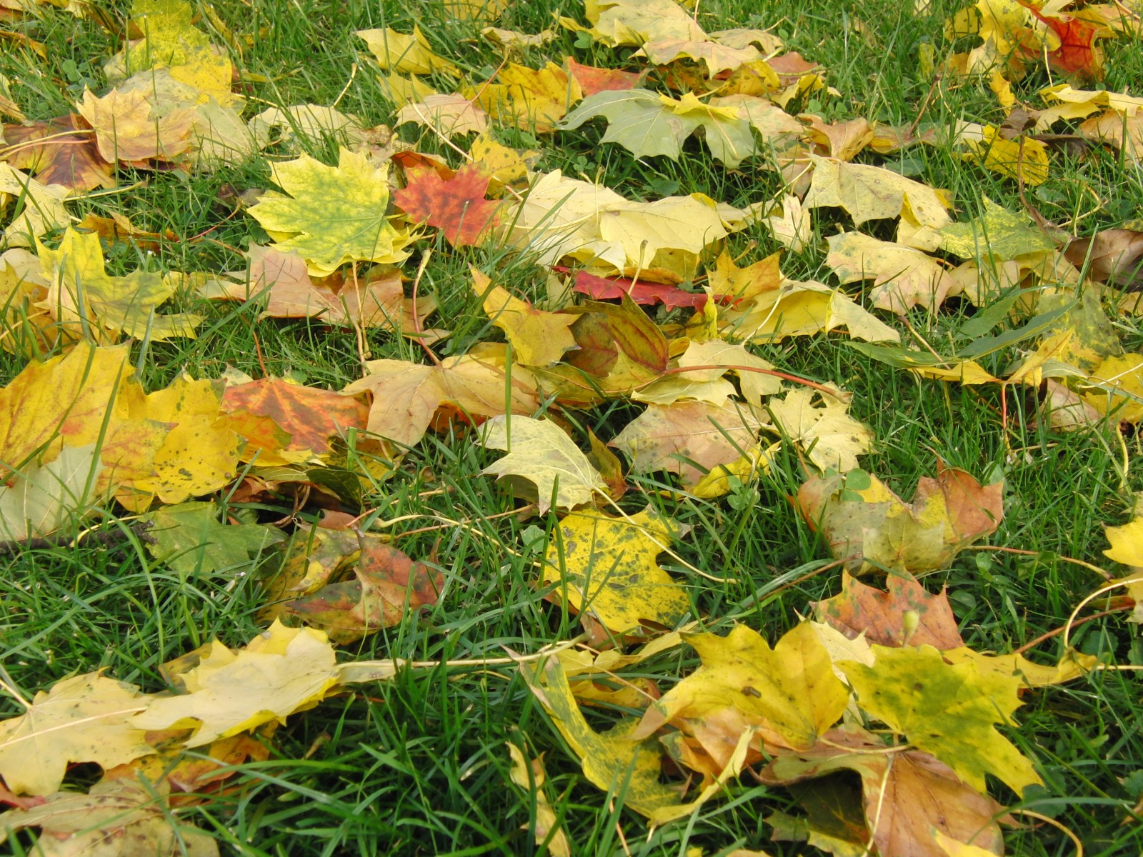 Wiese mit Herbstlaub 4 Wiese mit Herbstlaub 4