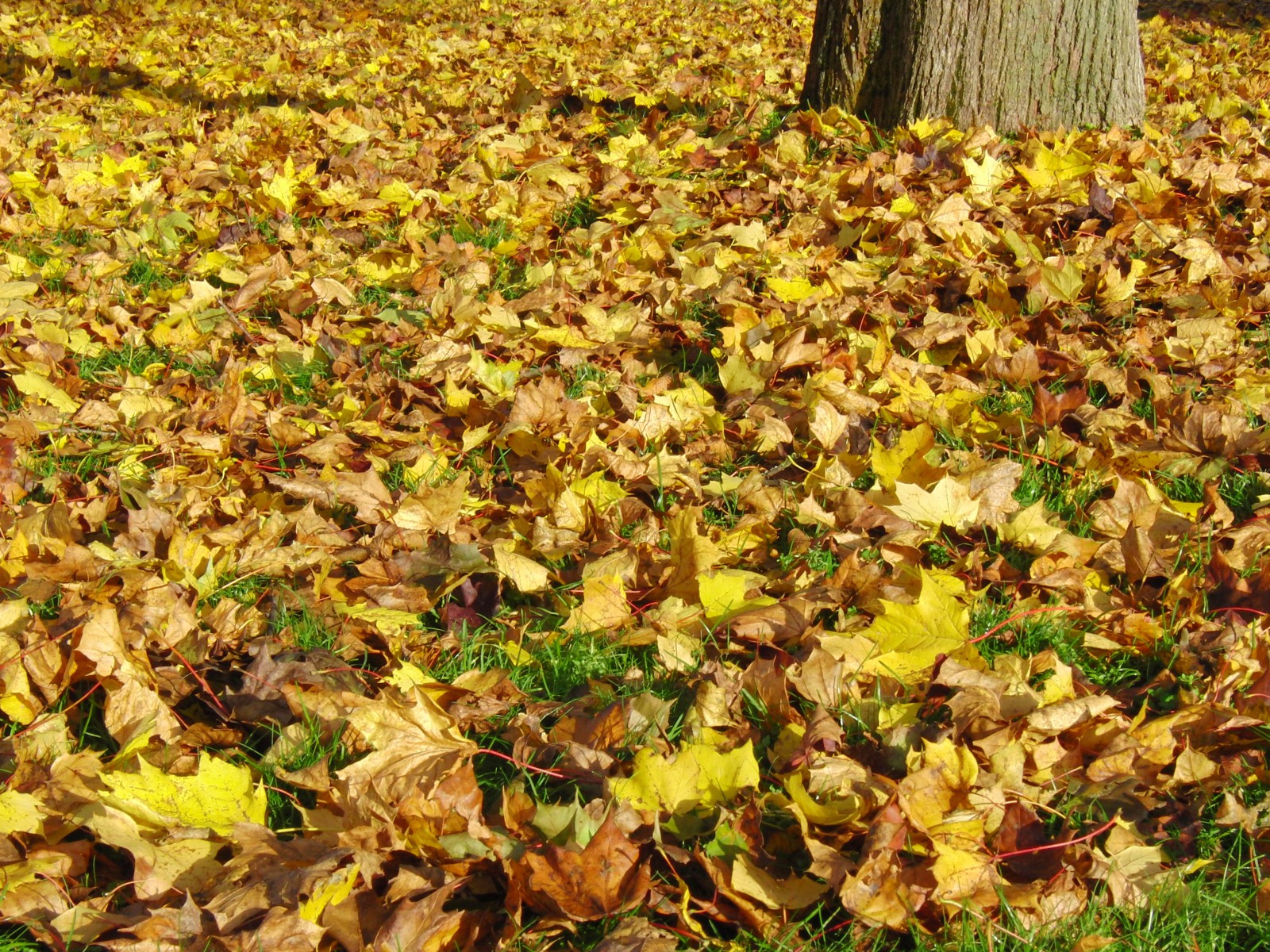 Wiese mit Herbstlaub 3 Wiese mit Herbstlaub 3