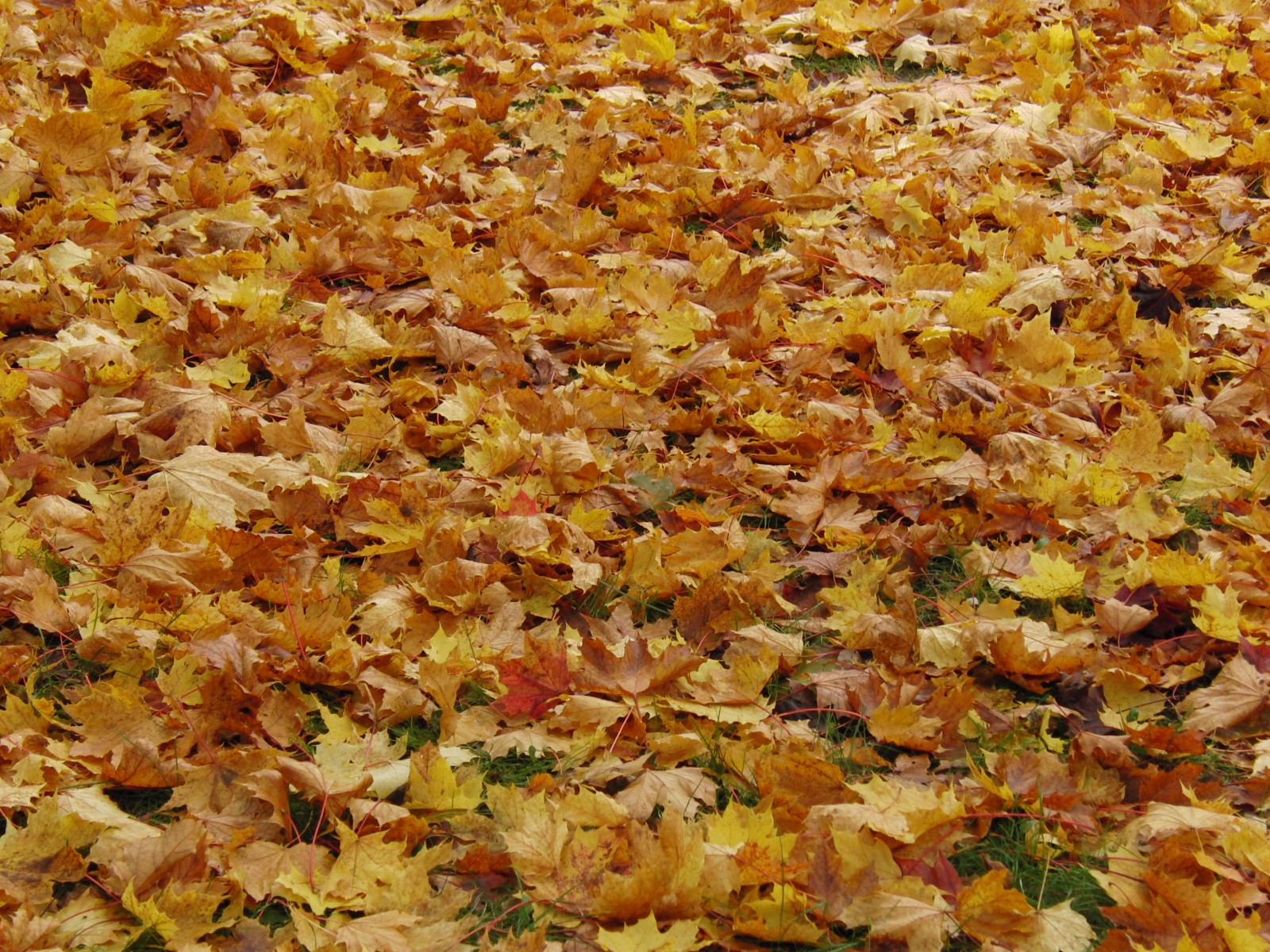 Wiese mit Herbstlaub  Wiese mit Herbstlaub