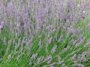 Im Lavendel 3 Im Lavendel 3