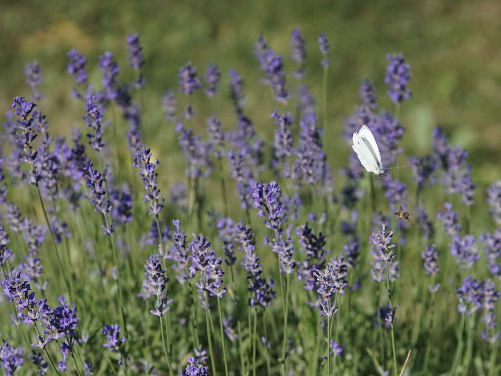 Insektenraum Lavendel Insektenraum Lavendel