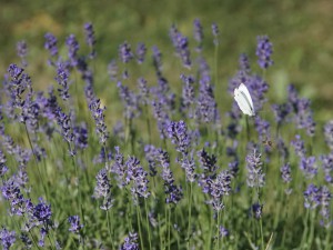 Insektenraum Lavendel Insektenraum Lavendel