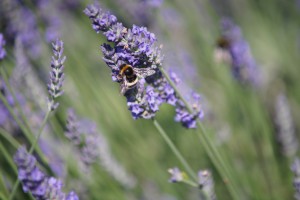 Lavendel mit Humme Lavendel mit Humme