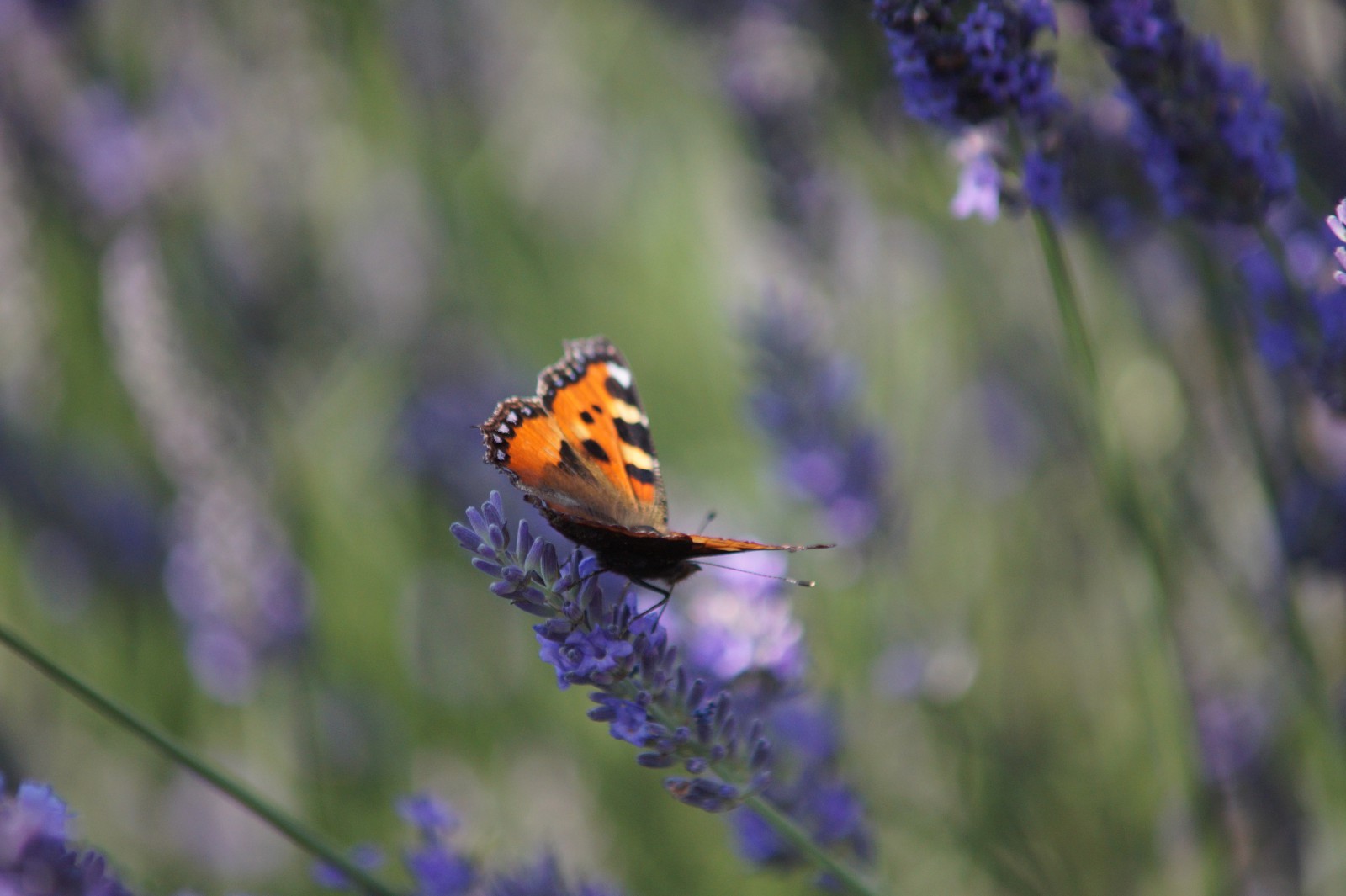 Lavendel mit Schmetterling Lavendel mit Schmetterling