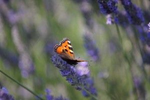 Lavendel mit Schmetterling Lavendel mit Schmetterling