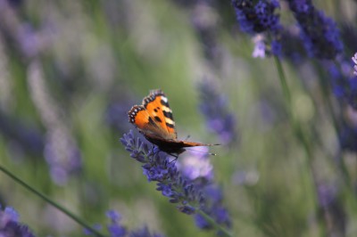 Lavendel