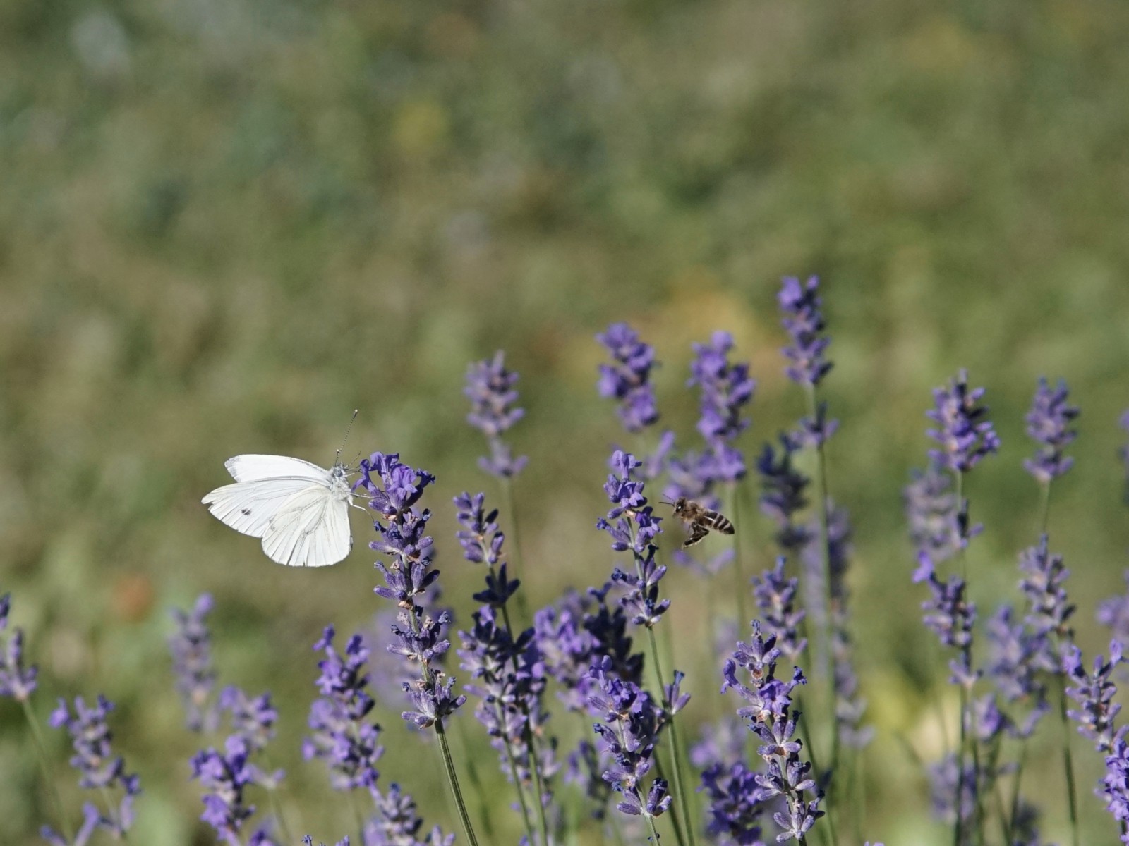 Lavendel mit Schmetterling und Biene Lavendel mit Schmetterling und Biene