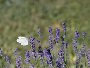 Lavendel mit Schmetterling und Biene Lavendel mit Schmetterling und Biene