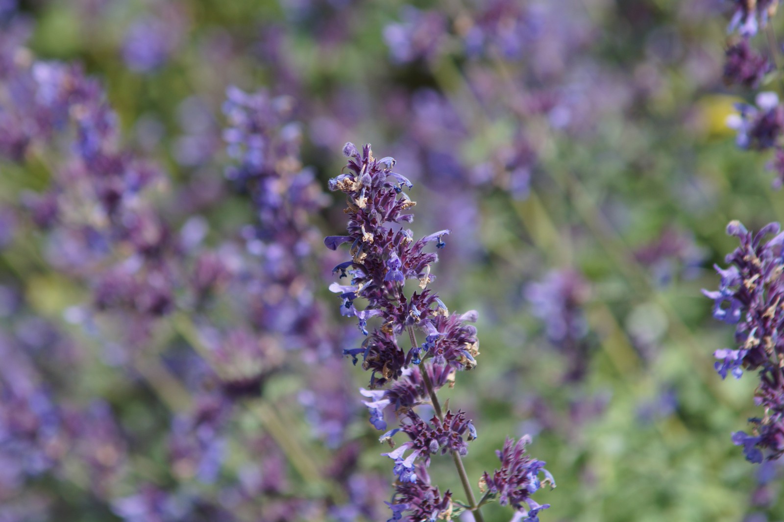 Lavendelblüte blau Lavendelblüte blau