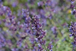Lavendelblüte blau Lavendelblüte blau