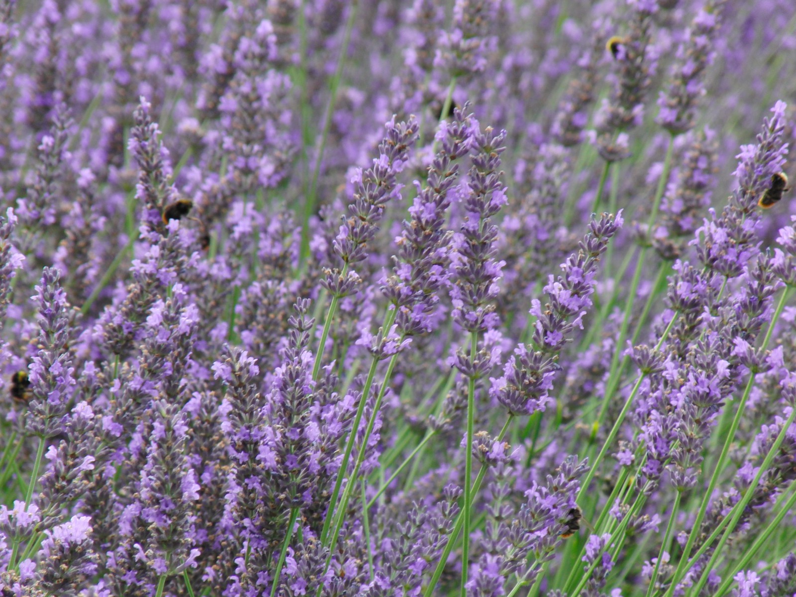 Lavendelblüten 1 Lavendelblüten 1