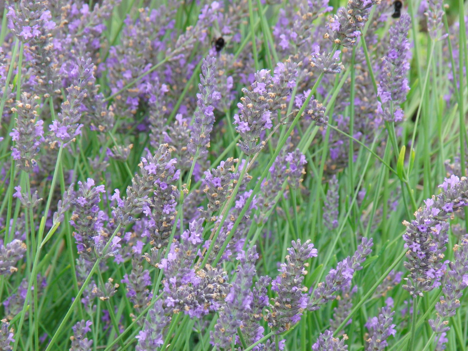 Lavendelblüten 2 Lavendelblüten 2
