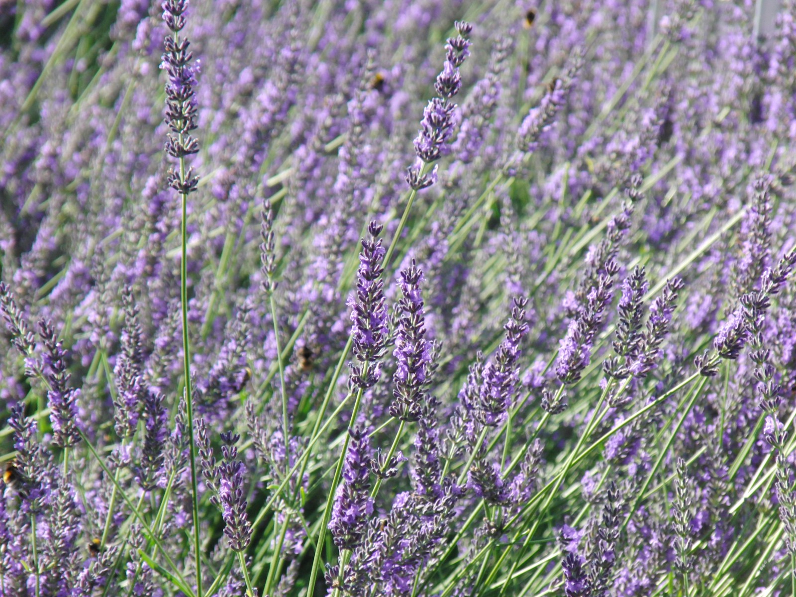Lavendelblüten 3 Lavendelblüten 3