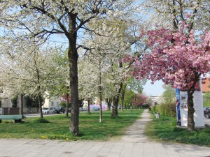 Blütenpracht in der Fernpaßstraße Blütenpracht in der Fernpaßstraße