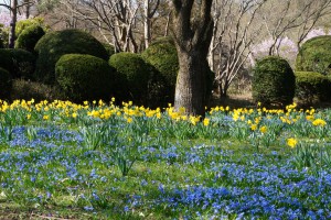 Frühlingfarben im Westpark Frühlingfarben im Westpark