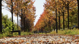 Herbst über dem Mittleren Ring Herbst über dem Mittleren Ring