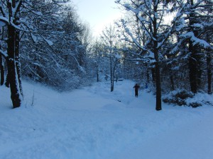 Ski Langläufer im Westpark Ski Langläufer im Westpark