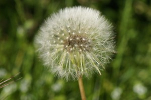 Pusteblume auf der Wiese Pusteblume auf der Wiese