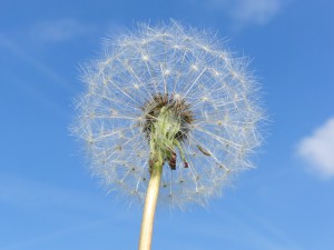 Pusteblume vor blau-weisser Himmel 3 Pusteblume vor blau-weisser Himmel 3