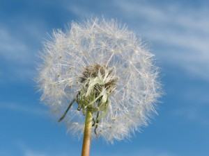 Pusteblume vor blau-weisser Himmel 1 Pusteblume vor blau-weisser Himmel 1