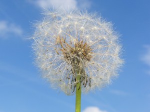 Pusteblume vor blau-weisser Himmel 2 Pusteblume vor blau-weisser Himmel 2
