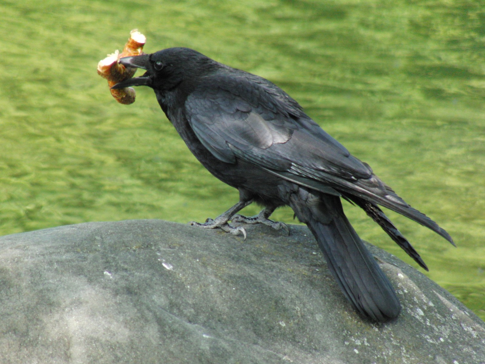 Brezeldieb Brezeldieb