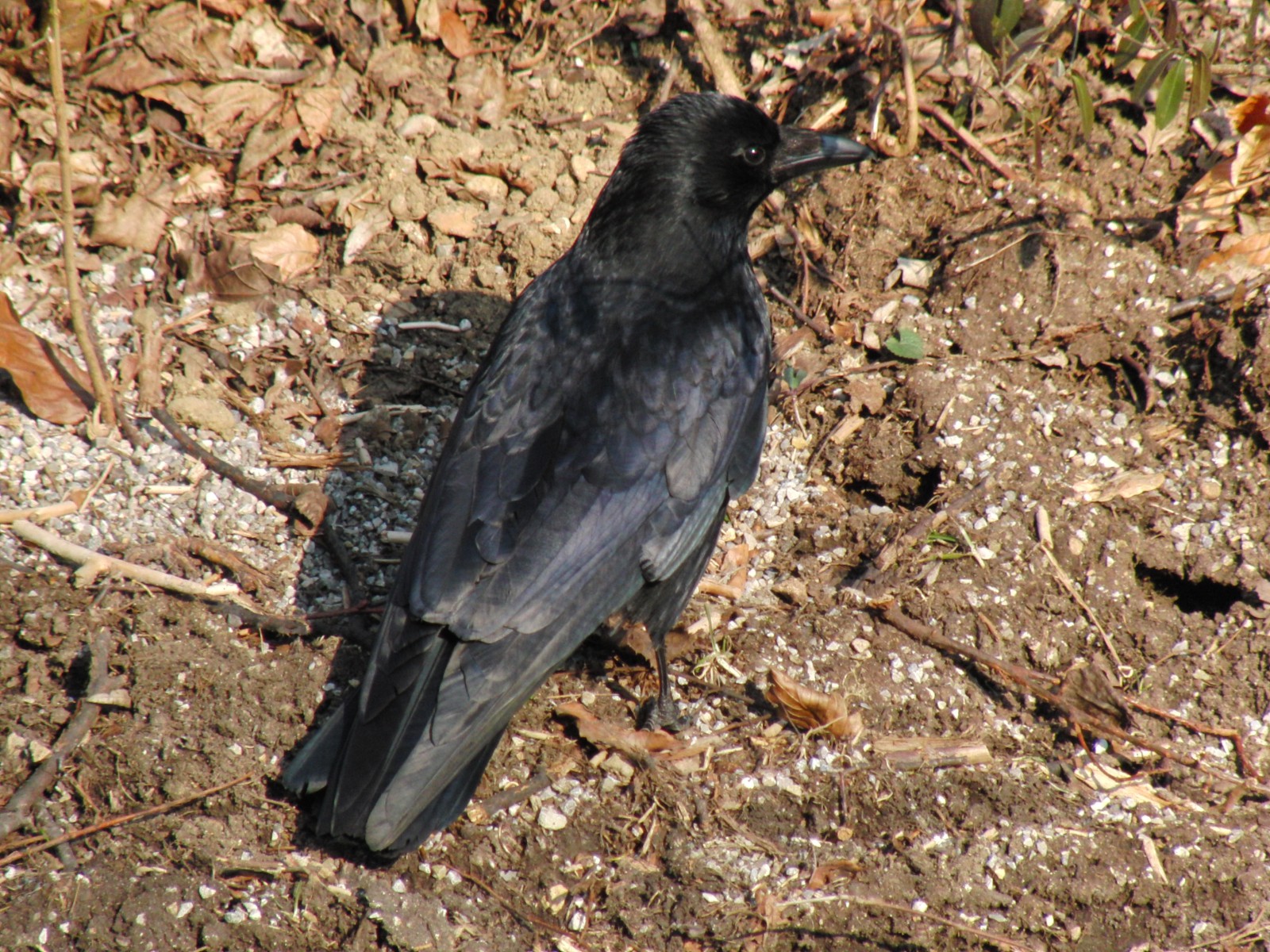 Rabe am Boden Rabe am Boden