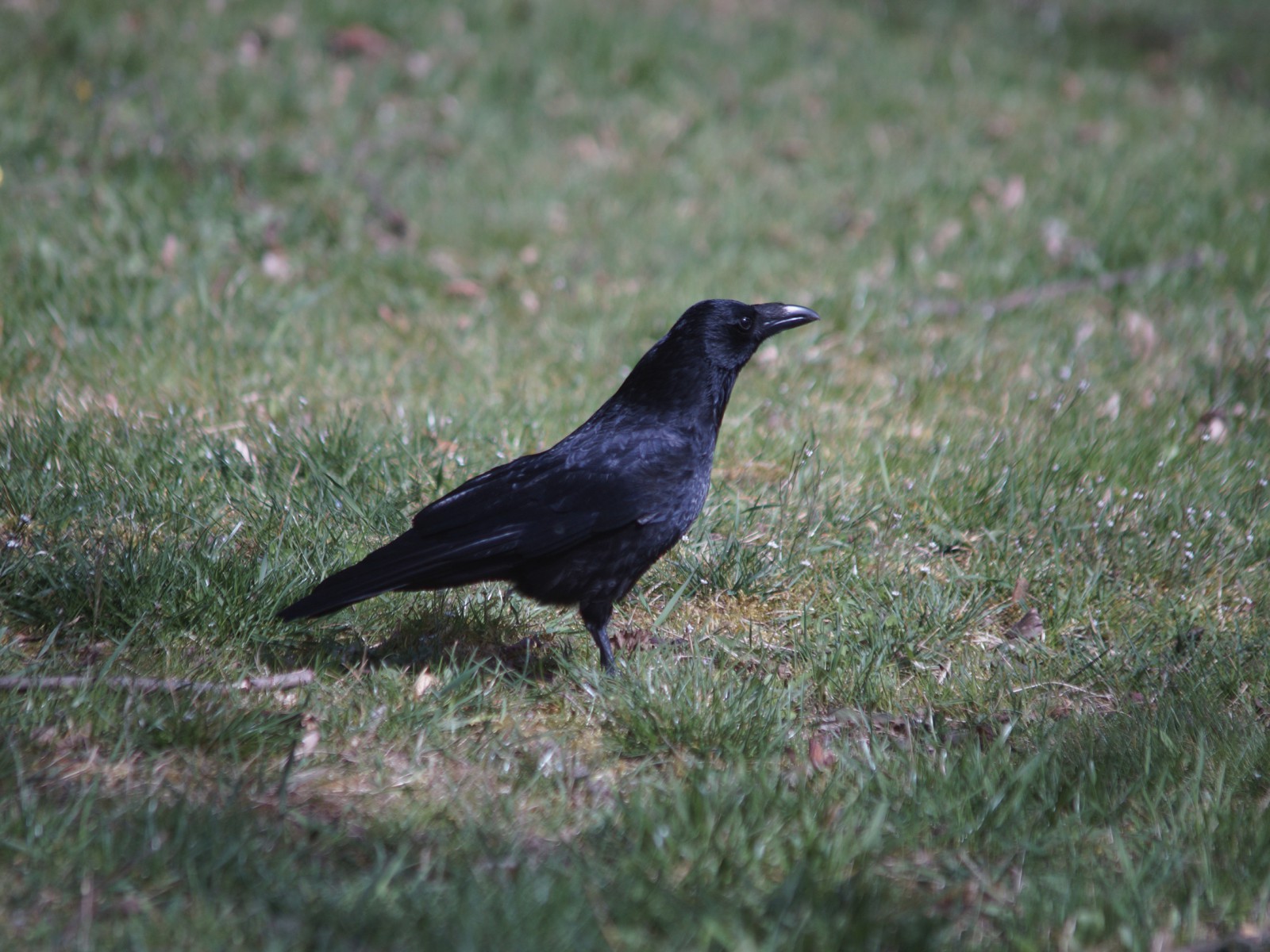 Rabe auf der Wiese Rabe auf der Wiese