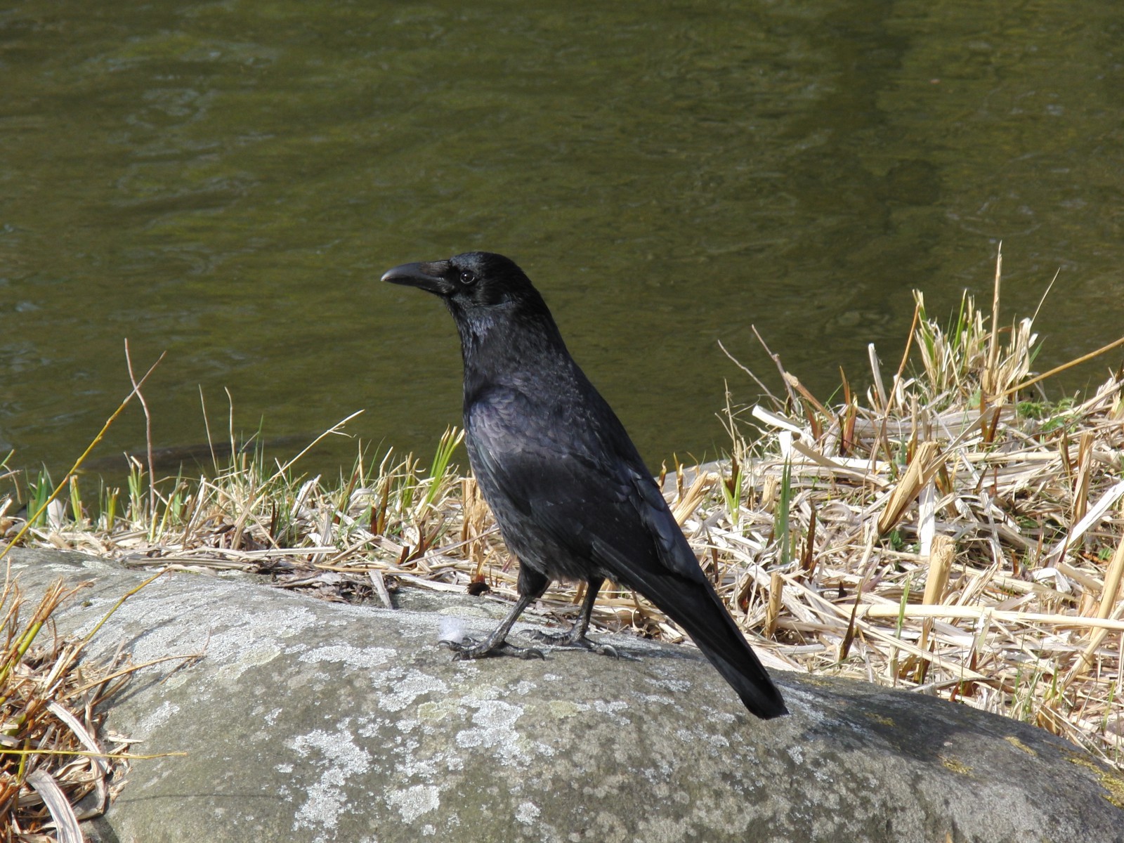 Rabe auf Stein 1 Rabe auf Stein 1