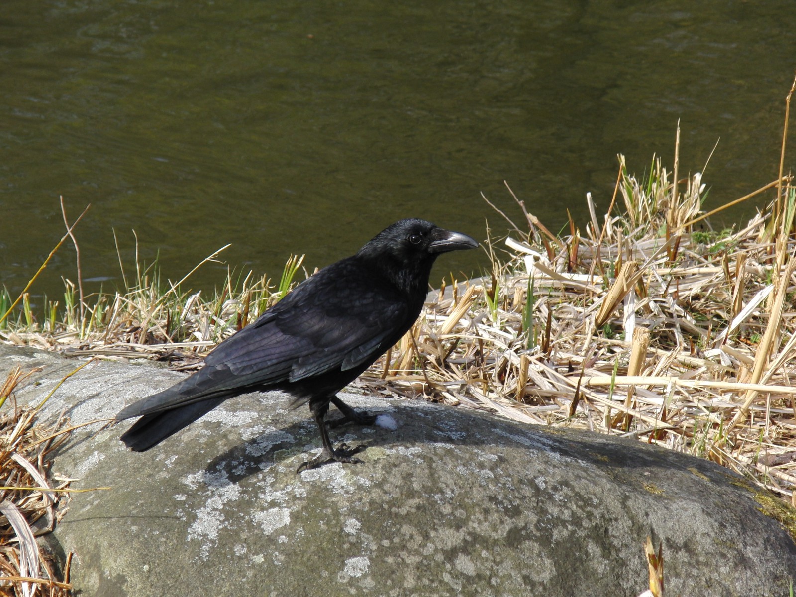 Rabe auf Stein 2 Rabe auf Stein 2