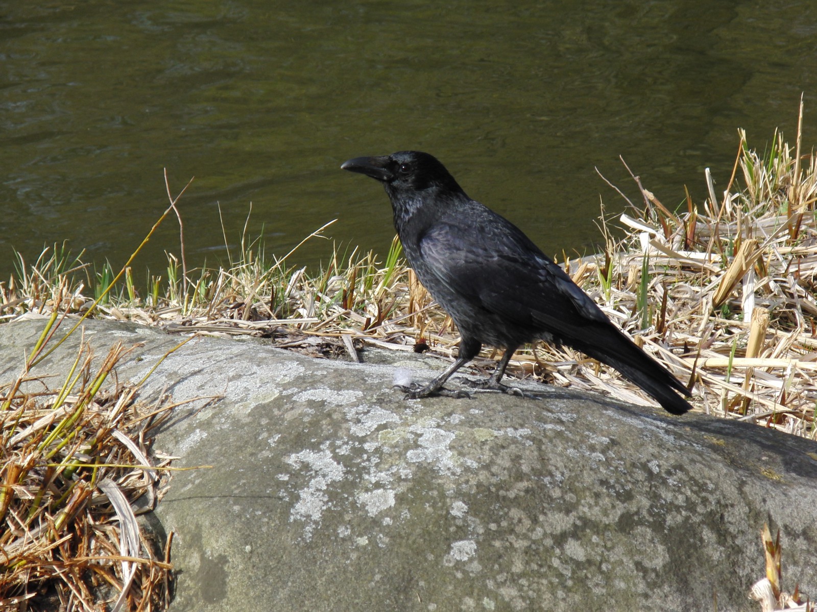 Rabe auf Stein 3 Rabe auf Stein 3