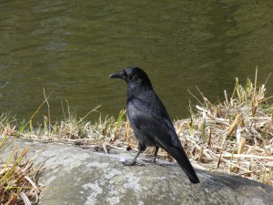 Rabe auf Stein 4 Rabe auf Stein 4
