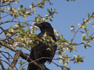 Rabe im Frühling Rabe im Frühling