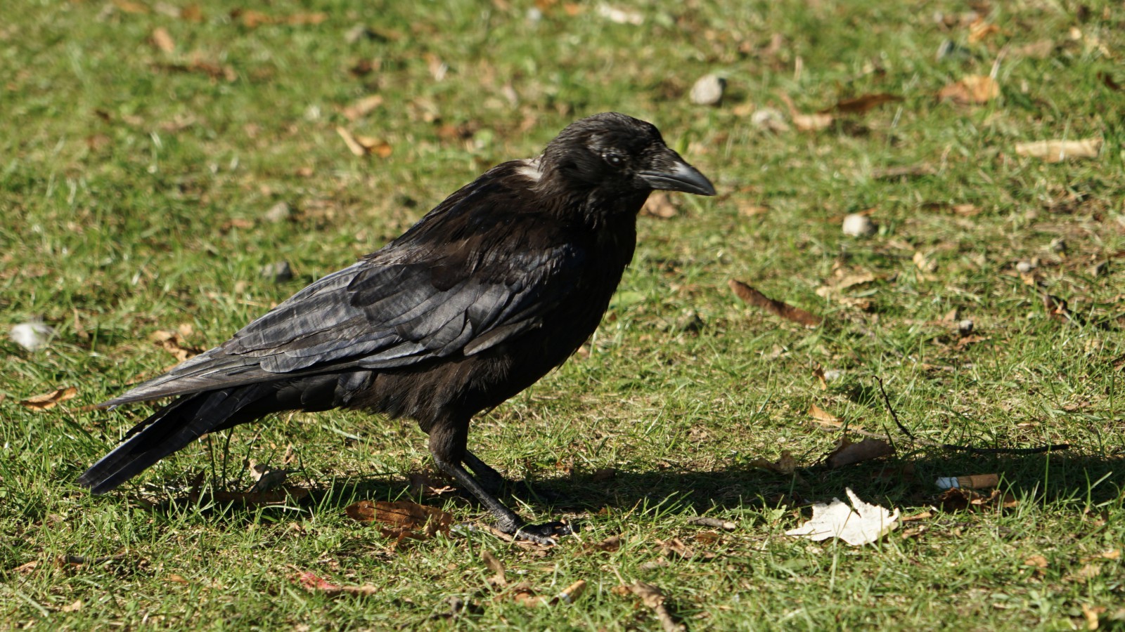 Schon wieder so eine Zigarettenkippe auf meiner Wiese  Schon wieder so eine Zigarettenkippe auf meiner Wiese