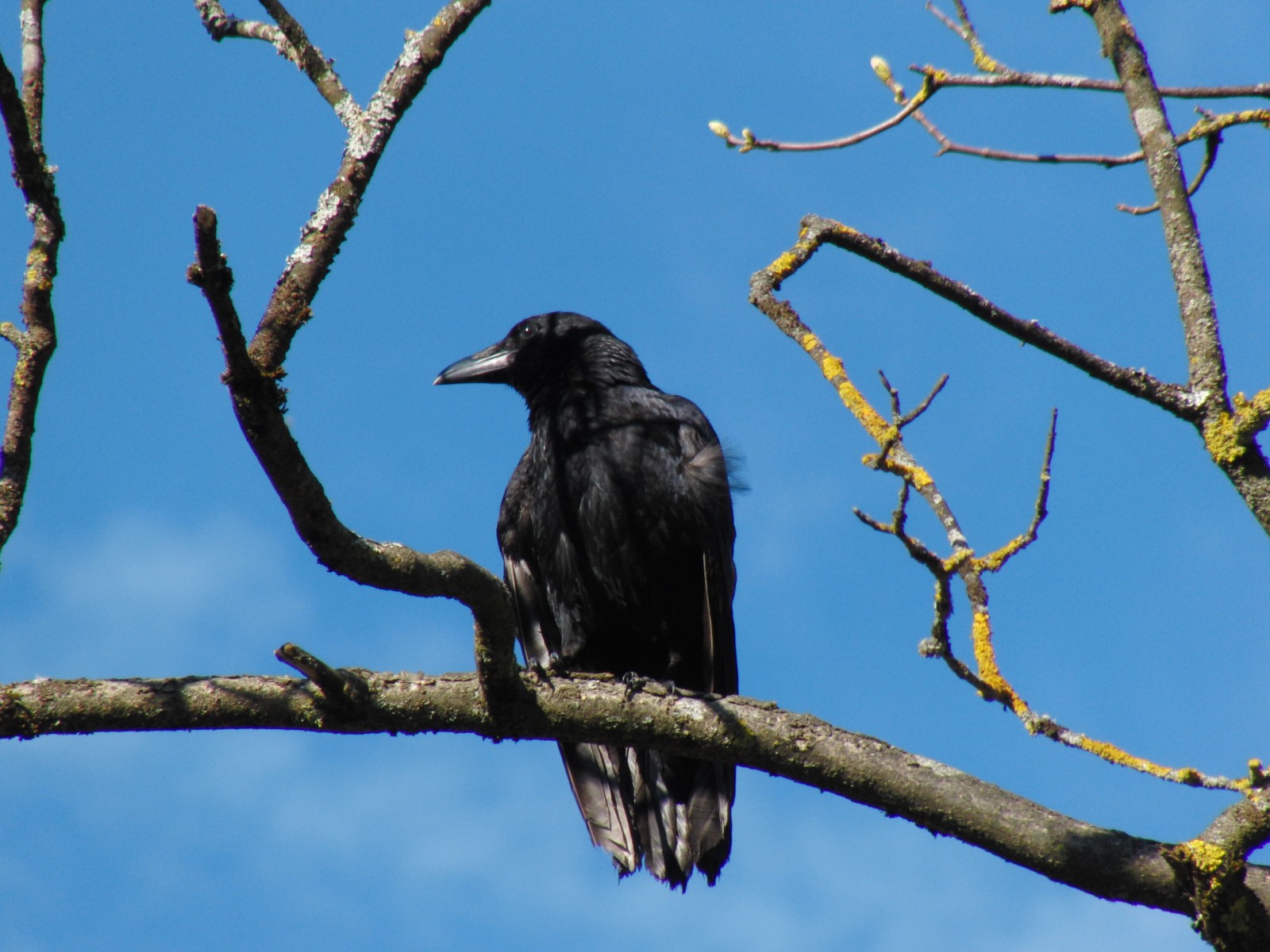 Schwarzer Schelm Schwarzer Schelm