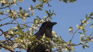 Unschuldiger Rabenblick im Frühling Unschuldiger Rabenblick im Frühling