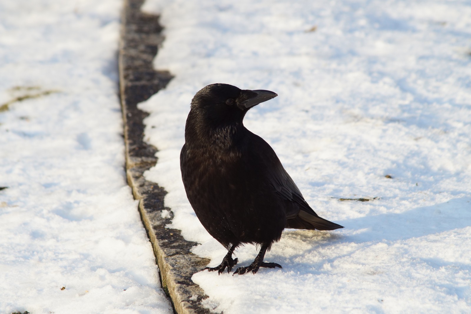 Winter-Rabe Winter-Rabe