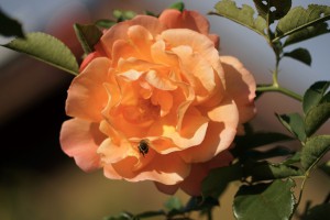 Auf dem Weg zur letzen Rose im Herbst Auf dem Weg zur letzen Rose im Herbst