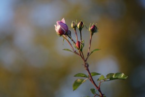 Letzte Floribunda im Herbst Letzte Floribunda im Herbst