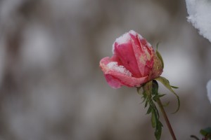 Letzte Rose des Jahres Letzte Rose des Jahres