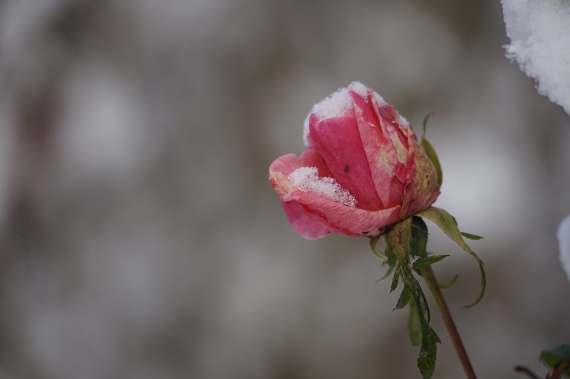  Letzte Rose des Jahres
