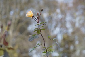 November Rose November Rose