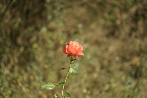 Oktober-Rose Oktober-Rose