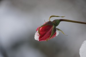 Rose im Dezember Rose im Dezember