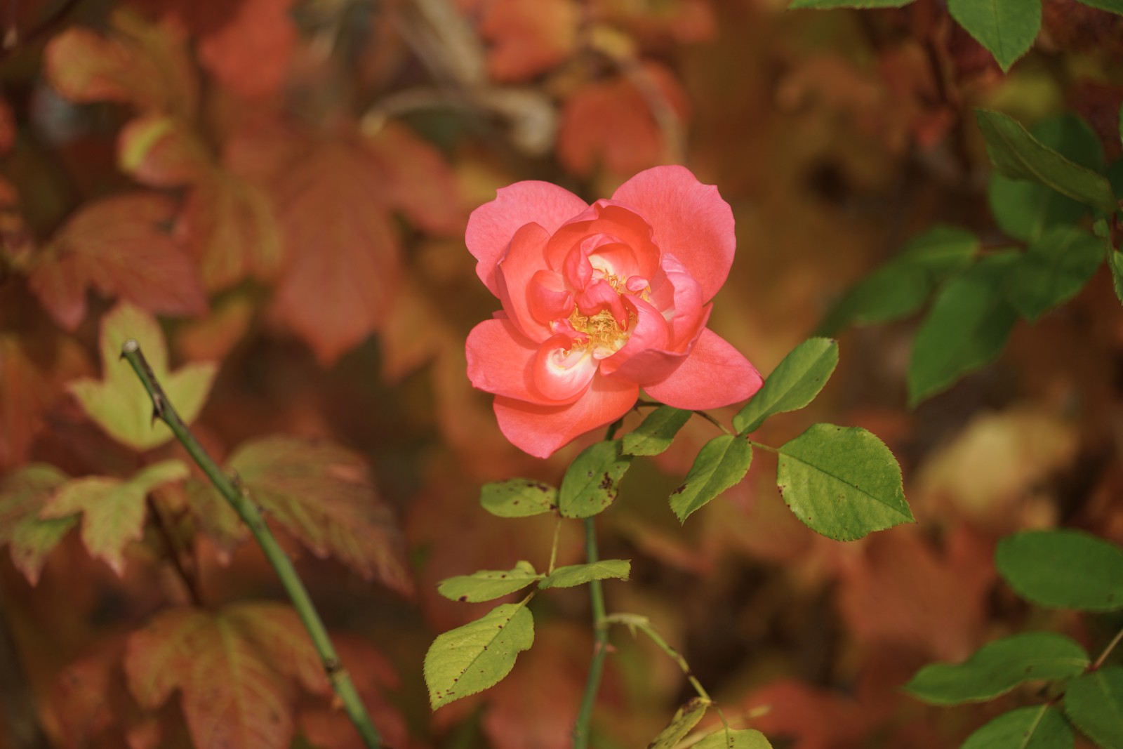 Oktober-Rose Oktober-Rose