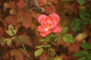 Oktober-Rose Oktober-Rose