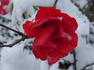 Rose im Schnee Rose im Schnee