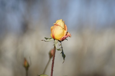 Rosen