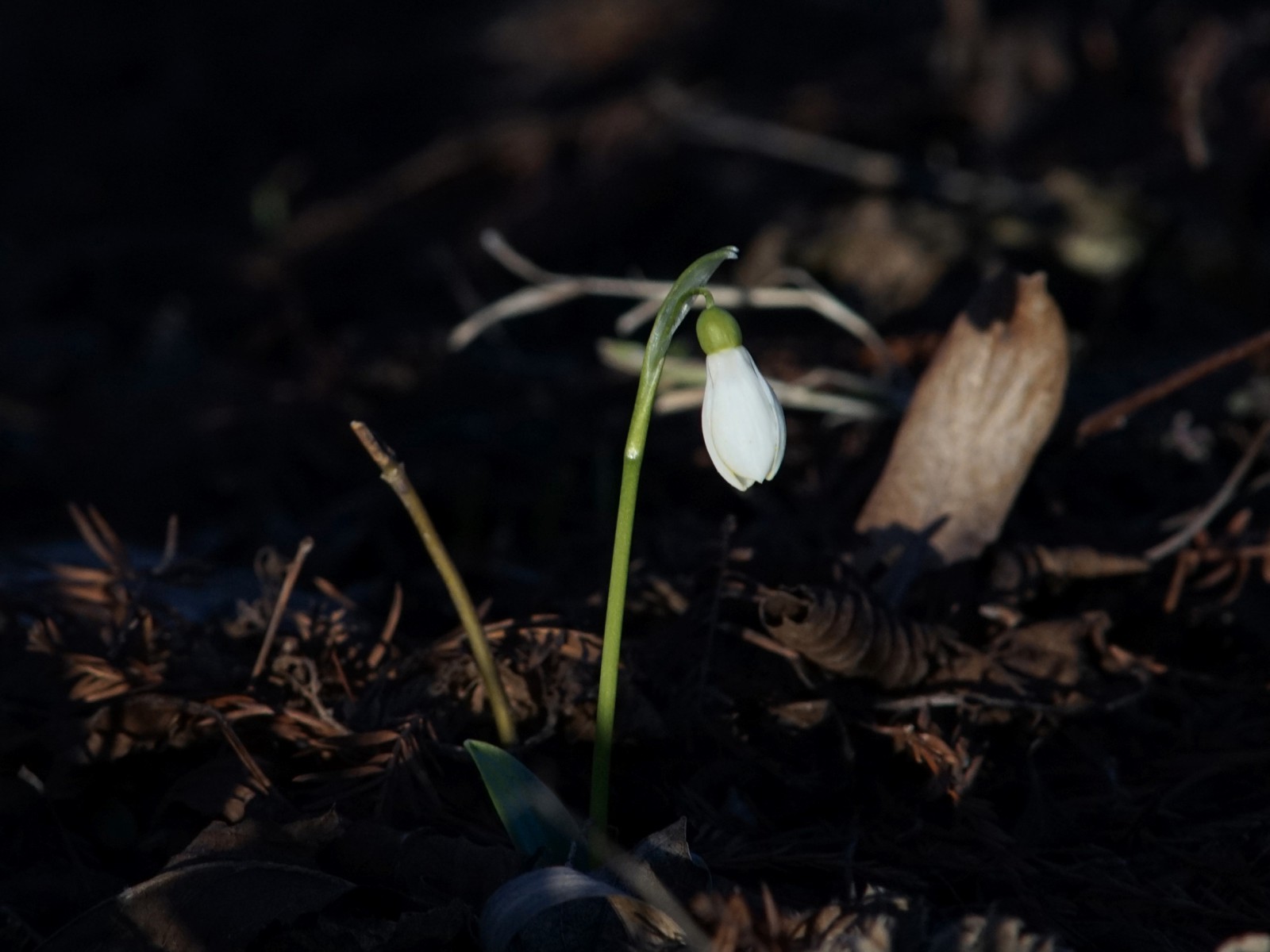 Ans Licht gekommen Ans Licht gekommen