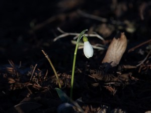 Ans Licht gekommen Ans Licht gekommen